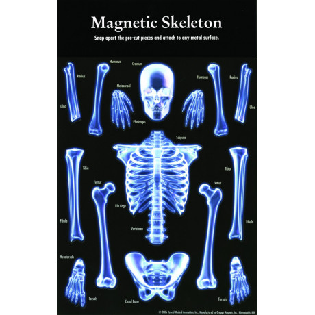 Magnetset Skelettet